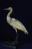 藏品(小白鷺)的圖片